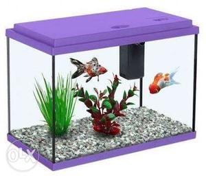 All types fishes & Aquarium available holsale