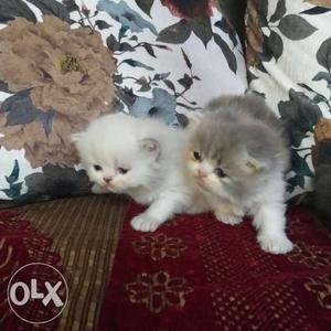 All types of persian cats avilable