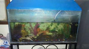 Aquarium 3 ft with 9 fishes and filter in good