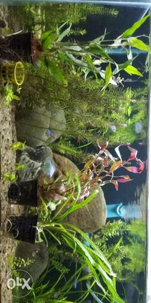 Aquarium pot plants available contact me two