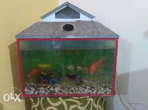 Aquarium with 3 gold healthy fish,water