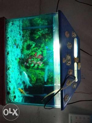 Aquarium with 5 fishes, heater and air filter