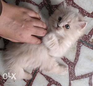 Beautiful fluffy Persian kittens for sale, 2