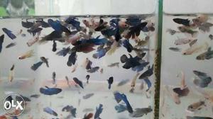 Beetta fishes breeding pair Halfmoon feather tail