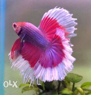 Betta fish for sale 400rs all colours available
