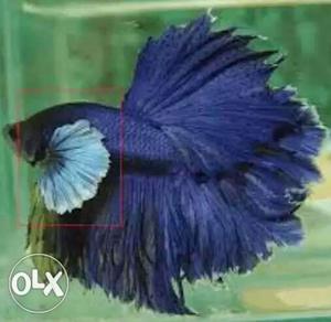 Betta fish only 30rupees if you take more than