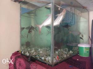 Bigg fish tank for sale with 8 big Fish in low