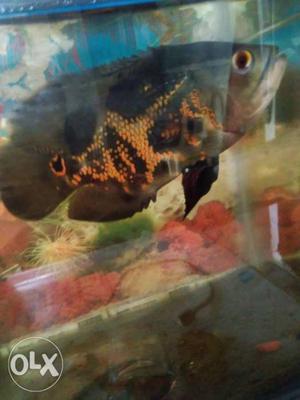 Black Oscar fish 15 cm. With red spot