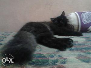 Black Persian cat 1 5 years old male
