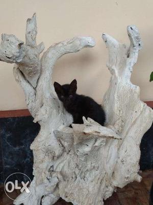 Black cat for sale