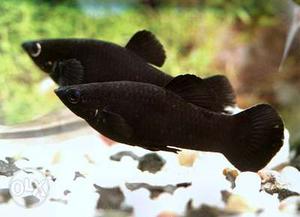 Black moly/Dotted moly fish for sale