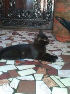 Blacky male Persian cat