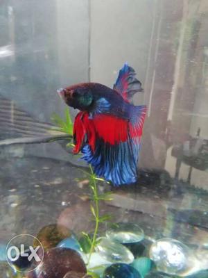 Blue And Red Male Betta Fish