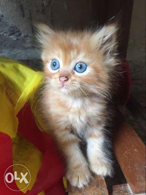 Blue eyes persian kitten very play full and cute