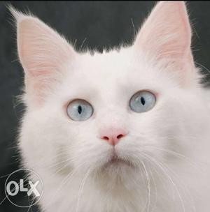 Blue eyes white persion cat kitten with potty