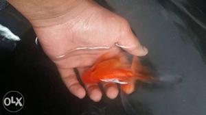 Breeding pair goldfish for sale