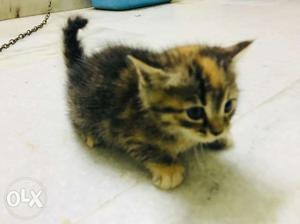 Calico Tabby Kitten