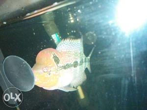 Chilli red drogen fish for sale very active call