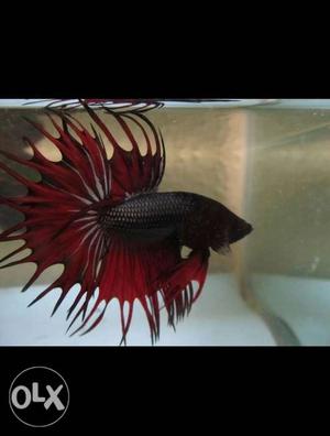 Different betta available