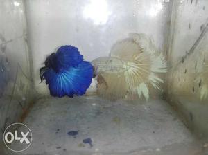 Different bettas availabale