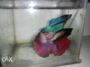 Different bettas available