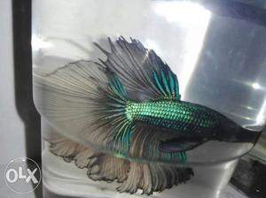 Different bettas availables