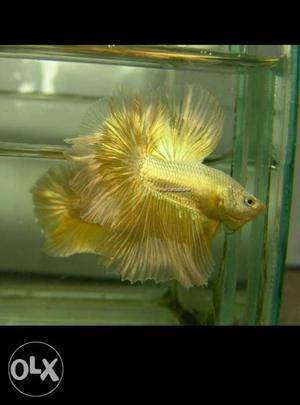 Different bettas availbales