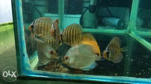 Discus fish 1.5 to 2 inch