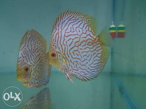 Discus fish.. checkerboard n map..