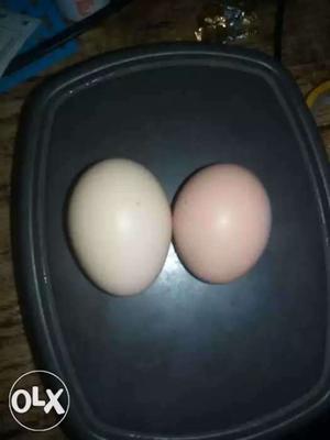 Eggs for sale in bulk