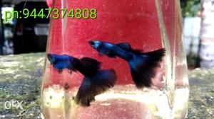 Electric blue Moscow guppy