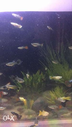 Fancy guppies rs 200