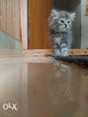 Female Persian kitten 1½ months age