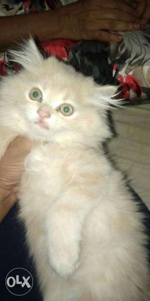 Female kitten 2 months baby(trianed)