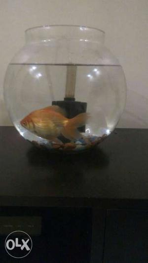 Fish Bowl/Pot for sell