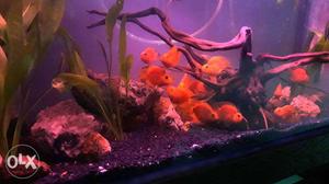 Fish. High red blood line import parot fish 3.5'' for