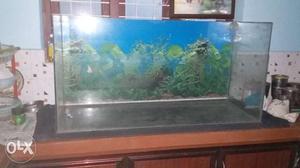 Fish Rectangular Fish Tank