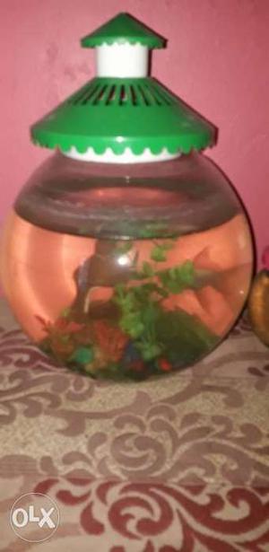 Fish bowl with 2 gd quality Gold fish