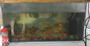 Fish tank for sale (free motor,fish and fish