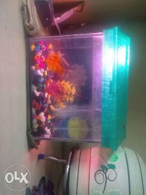 Fish tank with 2 gold fishes and 1 angel