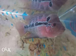 Flower horn Fish For Sale. For video or to see