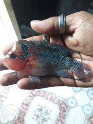 Flowerhorn fish for sale to fish tank