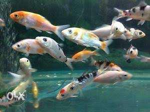 For 3 Koi Carps 3 inch in size beautiful colours