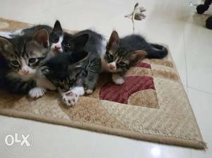 Four Calico Kittens free of cost