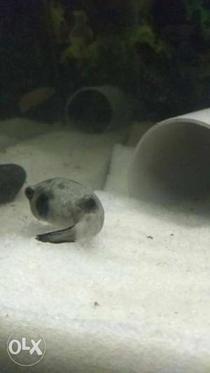 Fresh water puffer fish for sale pair Contact