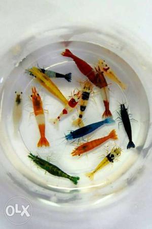 Freshwater neocardina shrimp for sale