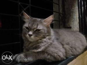 Full Grey Persian Cat Doll Face Female 1 Year Old
