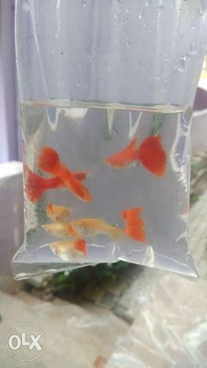 Full Red Imported Guppy