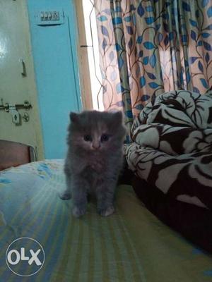 Full furr n fluffy... 4 Pure Persian male n female kittens