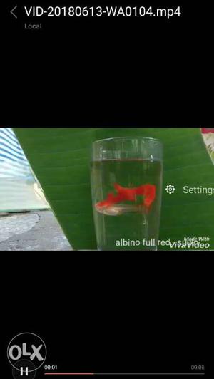 Full red guppy 100 rs only